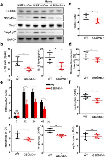 Figure 4 GSDMD is involved in the heme-inducing SIRS in mice. (a) The expression of GSDMD, GSDMD-N, Casp1, and Casp1 p20 in HLMVECs after NLRP3 knockdown were assayed by Western blotting after heme treatment. (b) The levels of IL-1β and IL-18 in WT and GSDMD−/− mice serum were detected after heme treatment. (c) The wet-to-dry lung ratio in WT and GSDMD−/− mice was calculated after heme treatment. (d) WT and GSDMD−/− mice were intravenously injected with tetramethylrhodamine-dextran after heme treatment at 24 h and the lung vascular permeability was examined by multiphoton-microscope. (e) The inflammation score of WT and GSDMD−/− mice was measured at 0 h, 12 h, 24 h, and 48 h after heme treatment. (f) The neutrophil, monocyte, erythrocyte, and lymphocyte count in WT and GSDMD−/− mice were detected after heme treatment. There were 5 mice in each group. The data are expressed as mean ± SEM. ns: no significance, *P < 0.05, **P < 0.01, ***P < 0.001.