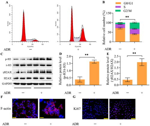 Figure 1. ADR elicits MC in podocytes. MPC5 podocytes were treated with ADR at 0.4 μg/mL for 24 h. (A, B) The effect of ADR on the cell cycle distribution of podocytes was assessed by flow cytometry. (C-E) The effect of ADR on the levels of p-H3 and γH2AX was examined via Western blotting. (F) The effect of ADR on F-actin arrangement and nuclear morphology was observed by staining F-actin and nuclei (scale bar = 50 μm). (G) The effect of ADR on the podocyte proliferation state was assessed by immunofluorescence staining for Ki67 (scale bar = 100 μm). n = 3, **p < 0.01.