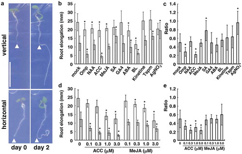 Figure 1. Effect of plant growth regulators on the root growth under mechanical stress. (a) effect of a dialysis membrane (as a mechanical barrier) on root growth. One-day-old seedlings were transferred onto dialysis-membrane-covered agar plates that were placed vertically or horizontally (day 0) and grown for 2 days (day 2). The arrowheads indicate the position of the root tip at day 0. Bars, 10 mm. (b) effect of omeprazol (OMP), plant growth regulators, and the related compounds on root growth after transfer to vertically (white bars) and horizontally (gray bars) placed plates, as shown in (a). Each chemical (3 µM OMP, 30 nM naphthaleneacetic acid (NAA), 300 nM ACC, 300 nM MeJA, 1 µM gibberellin A4 (GA4), 1 µM abscisic acid (ABA), 1 nM brassinolide (BL), 100 nM kinetine, 30 µM thermospermine (Tspm), and 10 µM AgNO3) was supplemented continuously after germination. (c) Ratio of horizontal to vertical root growth shown in (b). (d) effect of different concentrations of ACC and MeJA on the root growth under mechanical stress. (e) ratio of horizontal to vertical root growth shown in (d). In (b) to (e), the error bars represent SD (n > 20). The asterisks indicate statistically significant differences between means, as assessed using Student’s t-test (P < .01).