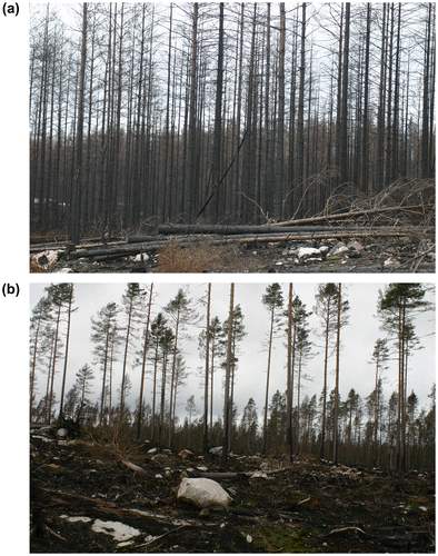 Figure 2. (a) and (b) Photos of the area after the fire.