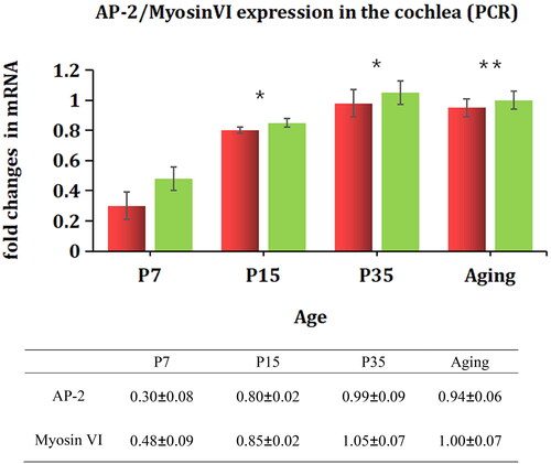 Figure 6. Variations in the expression of myosin Ⅵ and AP2 mRNAs in the cochleae of mice of different ages. The mRNA expression of AP-2 and myosin Ⅵ in the cochleae of mice was examined by quantitative real-time qRT-PCR. AP-2 (red), myosin Ⅵ (green). *p<.05 vs. P7; **p>.05 vs. P35.