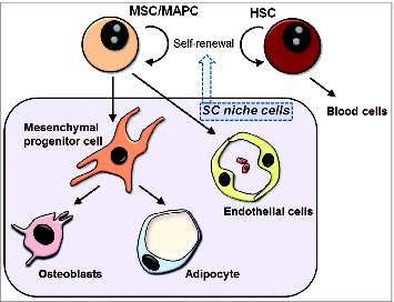 Figure 1. Schematic illustrating bone marrow niche components. Bone marrow contains at least two different stem cell types: hematopoietic stem cells and mesenchymal stem cells. Self-renewal and differentiation activity of these stem cells is regulated by the surrounding microenvironment including cell types at various differentiation states. These niche cells include endothelial cells, osteoblasts, adipocytes and mesenchymal progenitor cells (cells restricted to the mesenchymal lineage). HSC, hematopoietic stem cells; MAPC, multipotential adult progenitor cell; MSC, mesenchymal/multipotential stem cell; SC, stem cell.