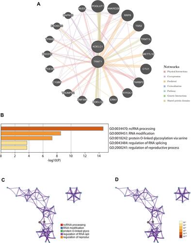 Figure 8 Gene–gene interaction network and functional enrichment analysis (GeneMANIA and Metascape databases). (A) Construction of a gene–gene interaction network using GeneMANIA database; (B–D) function enrichment analyses of KDELC1/TRMT1 and their functional partners.