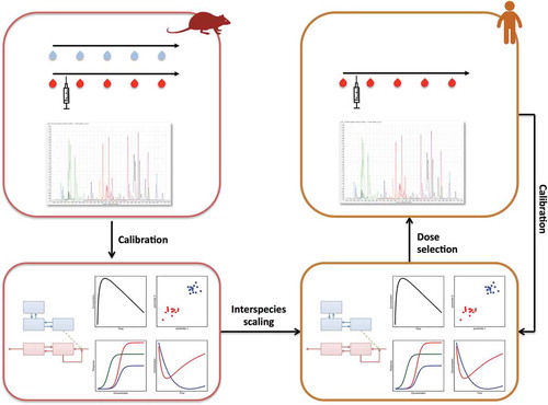 Figure 2. The integrative approach of metabolomics and PK/PD modeling as applied to interspecies scaling in CNS drug development. Such approach starts with animal experiments to collect longitudinal brainECF and plasma samples during treatment with a CNS drug. These samples are analyzed for drug concentrations and metabolomics to subsequently develop a multivariate PK/PD model. By applying the principles of interspecies scaling a humanized model is defined to select doses for the clinical study. Plasma drug concentrations and metabolomics data of the clinical study will be used to recalibrate the model and increase the understanding of interspecies differences.