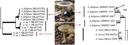 Figure 2. Two sub-clades of A. fuliginea in two phylogenetic trees (parcel) of Amanita based on ITS sequences (left: Cai et al. Citation2014; right: Zhang et al. Citation2010). Amanita sp. 4 in left tree is corresponding to A. fuliginea MHHNU 6853 and 6960 in right tree.