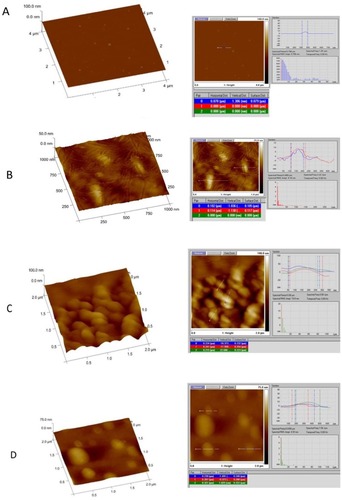 Figure 10 AFM image analysis for NPs showing 3D (left) and section data (right) of: (A) gold; (B) chitosan; (C) gold/chitosan and (D) EGCG/chitosan.