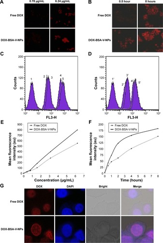 Figure 7 Cellular uptake of free DOX and DOX-BSA-V-NPs.Notes: Cellular internalization of free DOX and DOX-BSA-V-NPs observed by (A, B) inverted fluorescence microscopy (100× magnification), (C–F) flow cytometry, and (G) CLSM (400× magnification). (C) 1, control; 2, free DOX (0.78 μg/mL, 2 hours); 3, DOX-BSA-V-NPs (0.78 μg/mL, 2 hours); 4, free DOX (6.24 μg/mL, 2 hours); 5, DOX-BSA-V-NPs (6.24 μg/mL, 2 hours). (D) 1′, control; 2′ free DOX (1.56 μg/mL, 0.5 hours); 3′, DOX-BSA-V-NPs (1.56 μg/mL, 0.5 hours); 4′, free DOX (1.56 μg/mL, 8 hours); 5′, DOX-BSA-V-NPs (1.56 μg/mL, 8 hours). (E) Concentration-dependent uptake of free DOX and DOX-BSA-V-NPs. The cells were exposed to various concentrations of the DOX formulations at 37°C for 4 hours, and subsequently determined by flow cytometry. (F) Time-dependent uptake of free DOX and DOX-BSA-V-NPs. The cells were treated with the DOX formulations at a concentration of 1.56 μg/mL at 37°C and then analyzed by flow cytometry. (G) DOX (1.56 μg/mL, 4 hours) and DOX-BSA-V-NPs (1.56 μg/mL, 4 hours).Abbreviations: BSA, bovine serum albumin; CLSM, confocal laser scanning microscopy; DAPI, 4′,6-diamidino-2-phenylindole; DOX, doxorubicin; NPs, nanoparticles; V, vanillin.