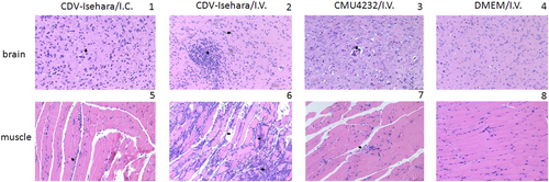 Fig. 7 Pathological analysis of brain and the skeletal muscle of EV-A71-infected mouse models.Sporadic neuronal necrosis and neuronophagia (arrowhead) in the brain (1) and Inflammatory cell infiltration (arrowhead) in the skeletal muscle (5) of mouse model with CDV-Isehara/I.C.; glial nodule (arrow) and neuronophagia (arrowhead) in the brain (2) and severe necrotizing myositis with a mass of inflammatory cell infiltration (arrow) in the skeletal muscle (6) of mouse model with CDV-Isehara/I.V.; perivascular cuffing (arrowhead), partial neuronal necrosis and neuronophagia in the brain (3) and degeneration and necrosis in muscle bundles with inflammatory cell infiltration (arrowhead) (7) in mouse model with CMU4232/I.V.; the brain (4) and the skeletal muscle (8) of MOCK mouse with DMEM/I.V. (magnification: 200 × ). Representative samples are shown for each group