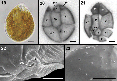 Figs 19–23. Ostreopsis cf. siamensis. Figs 19–21 . LM. 19. Bright field of a vegetative cell from a field sample. 20, 21. Calcofluor-stained cells. 20. Hypothecal plates. 21. Epithecal plates. Note that plate 3″ is not well preserved. 22, 23. SEM. 22. Detail of the ventral opening (Vo) and the rigid plate (*). 23. Detail of thecal pores. Note that only one pore class is present. Scale bars: 5 µm (Figs 22, 23); 10 µm (Figs 19–21).