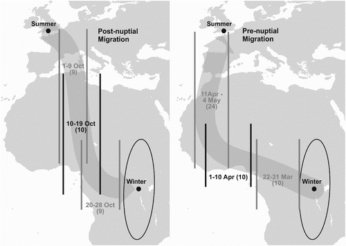Figure 3. Map showing ranges of longitude occupied by bird 125 for successive 10-day periods during post- and pre-nuptial migration. Between 11 April and 4 May, successive 10-day periods overlapped; therefore, this band includes 24 days/locations. The length of the vertical lines (longitude) indicates realistic latitudinal limits and not the range of the latitudes in each period, which were much greater. Darker lines and text in two longitude ranges are to make the figure clearer. Numbers of days/locations in each longitude band are shown in brackets. Probable routes are suggested by broad arrows between breeding and wintering sites.