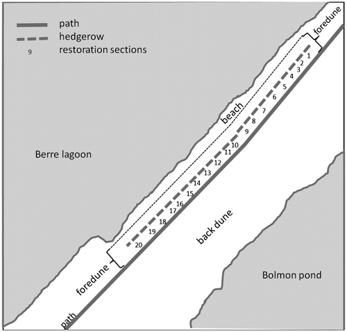 Figure 3. Aerial view of the Jaï site: the 1000-m long sand road was divided into 20 restoration sections of approximately 50-m average length where restoration treatments were applied (see Table Table 2. Restoration treatments applied to the sand road.Download CSVDisplay Table2).