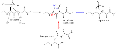 Figure 1. Mechanism of asparagine deamidation and aspartate isomerization through an aspartyl-succinimide intermediate. The R group represents the side chain of the subsequent amino acid relative to the reference asparagine/aspartic acid.