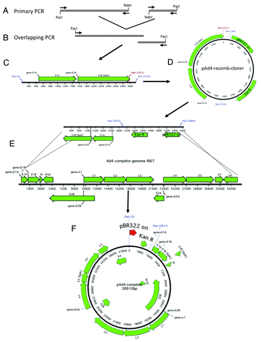 Figure 6. Schematic of Ad4 gDNA cloning. The right and left arms of Ad4 were amplified with primers designed to incorporate a unique NdeI restriction site, an overlap of ~27 nucleotides and flanking PacI restriction sites (A). The 2 PCR products were fused together in a second round of amplification (B). A schematic representation of the cloning fragment is shown (C). The cloning PCR fragment is ligated to the Kanamycin resistance gene and the pBR322 origin of replication (D). The recomb cloner plasmid was digested with NdeI and recombined with the Ad4 genomic DNA in vitro using BJ5183 electrocompetent cells (E). The complete Ad4 genomic DNA plasmid is shown (F).
