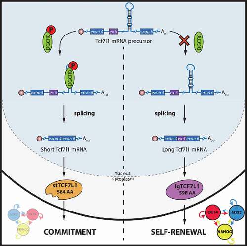 Figure 1. DGCR8 regulates mESC fate. During mESC commitment, phosphorylated DGCR8 binds to a stem loop structure present in Tcf7l1 mRNA, facilitating its splicing into a short Tfc7l1 isoform, which will subsequently promote differentiation. Conversely, when DGCR8 is not present or hypophosphorylated, splicing is impaired and a longer TCF7L1 protein is produced, resulting in the activation of pluripotency-associated genes or hampering the dissolution of the pluripotency network.