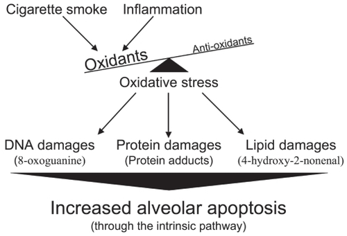 Figure 4 Increased alveolar apoptosis mediated through oxidative stress-induced cellular damages.