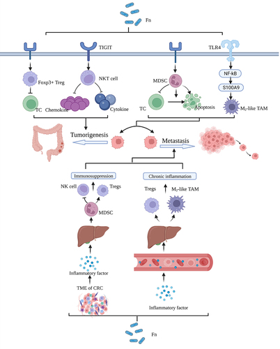 Figure 1. F. nucleatum promotes tumorigenesis and metastasis by influencing the immune response. Fn, fusobacterium nucleatum. Figure created with BioRender.com.