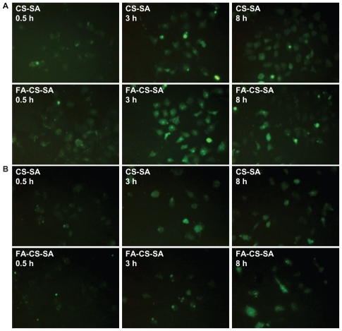 Figure 6 Fluorescence images of (A) SKOV3 cells and (B) A549 cells incubated with FITC-labeled stearic acid-grafted chitosan copolymer and folic acid-conjugated stearic acid-grafted chitosan copolymer for 0.5, 3.0, and 8.0 hours.Abbreviations: CS-SA, stearic acid-grafted chitosan copolymer; FA-CS-SA, folic acid-conjugated stearic acid-grafted chitosan copolymer.