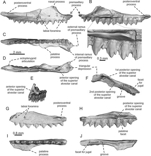 FIGURE 2. Tinosaurus europeocaenus. A–F, right maxilla IRSNB R 457 in A, lateral view; B, medial view with detail of teeth; C, ventral view; D, dorsal view; E, anteromedial view; and F, dorsoposteromedial view. G–J, left maxilla IRSNB R 458 in G, lateral; H, medial; I, ventral; and J, dorsal views.