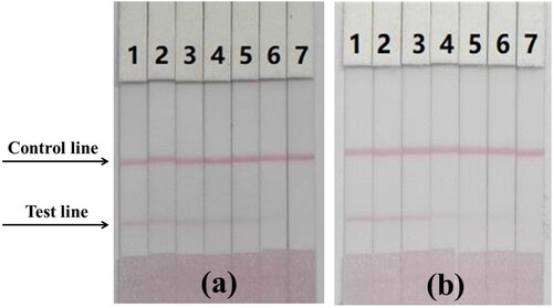 Figure 5. Immunochromatography strips. (a) Images of the detection of PZQ in PBS. 1 = 0 ng/mL, 2 = 0.5 ng/mL, 3 = 1 ng/mL, 4 = 2.5 ng/mL, 5 = 5 ng/mL, 6 = 10 ng/mL, 7 = 25 ng/mL. (b) Images of the detection of PZQ in mackerel. 1 = 0 ng/mL, 2 = 1 ng/mL, 3 = 2.5 ng/mL, 4 = 5 ng/mL, 5 = 10 ng/mL, 6 = 25 ng/mL, 7 = 50 ng/mL.