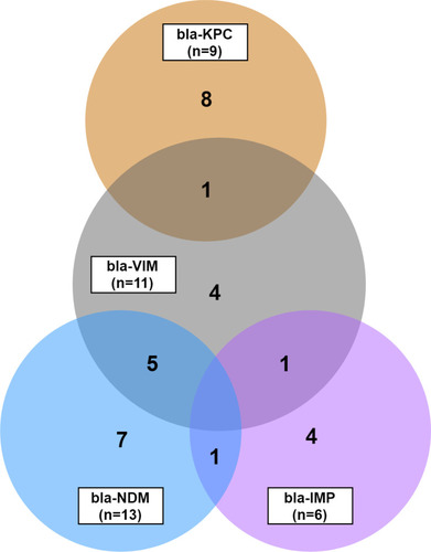 Figure 3 Overlapping Extended Spectrum β-lactamase (ESBL) genes. The Venn-diagram shows the mutual prevalence of ESBL genes, such as blaKPC, blaIMP, blaVIM, and blaNDM-1 in the uropathogen Klebsiella pneumoniae. Each circle is labeled with the respective gene-name, and the number in the bracket indicates the total count of isolates positive for the specific gene. Numbers in the non-overlapping region show the count of isolates carrying respective single-type ESBL genes. Numerates in the overlapping region indicate the isolate number carrying the respective genes mutually.