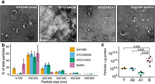 Figure 1. Characterisation and quantification of EVs from different C. albicans strains. (a) Representative TEM images of EVs isolated from different C. albicans strains. Scale bar indicates 0.5 µm. (B) Size distribution of DAY286 yeast (n = 3), ATCC90028 yeast (n = 3), ATCC10231 yeast (n = 3), and DAY286 biofilm (n = 5) EVs as measured by nanoparticle tracking analysis. Bar plots show the percentage of the total number of EVs that can be assigned to each size range. The size of the bars indicates the mean percentage across each biological replicate and the error bars indicate the standard error of the mean. NTA traces for the individual biological replicates are presented in Supplementary Figure S2. (C) Comparison of the ratio of particle concentration to protein concentration of the EV fraction, (particles/mL) ÷ (µg protein/mL), across the four EV sources. Each dot represents one biological replicate. Sample means were compared using One-way ANOVA followed by Tukey’s HSD post-hoc test. Adjusted p-values indicating significant differences are shown. The particle and protein concentrations for each biological replicate are provided in Supplementary Table S1.
