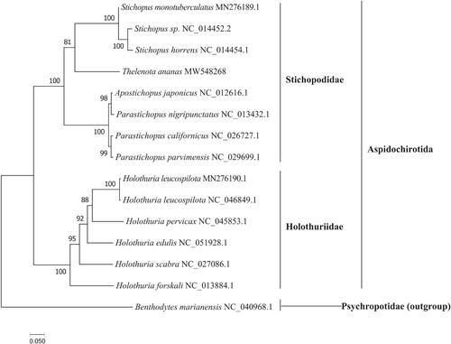 Figure 1. The maximum likelihood tree of T. ananas and 14 other species based on the 13 PCGs. The GenBank accession number for each species is indicated after the scientific name. The ML tree was carried out using IQ-TREE v1.6.12 with 1000 bootstrap replicates, the best-fit model is mtMet + F+R5. The bootstrap values were labeled at each branch node. Benthodytes marianensis was used as outgroups.