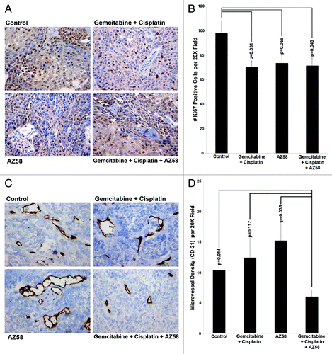 Figure 6. AZ58, in combination with chemotherapy, functions through decreased cellular proliferation and decreased microvessel density. (A) Immunohistochemistry with Ki-67 is displayed. Imaging was performed at 20 × magnification. Representative images are shown. (B) Positive Ki-67 nuclei were counted, averaged, and plotted on a bar graph. Error bars represent standard error. P values were calculated compared with the control condition. n = 10 images per treatment condition. (C) Immunohistochemistry using an antibody for CD-31 is displayed. Imaging was performed at 20 × magnification. Representative images are shown. (D) Positive foci of CD-31 were counted, averaged, and plotted on a bar graph. Error bars represent standard error. P values were calculated compared with the combination condition. n = 5 per treatment condition.
