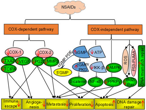 Figure 1 Nonsteroidal anti-inflammatory drug-induced anticancer effects via COX-dependent and COX-independent pathways.Notes: Up arrow: promotion; down arrow: inhibition.