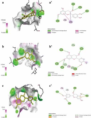 Figure 7. Representation of 3D structure of catechin with highest docking scores bound to pocket region of Bcl-xl (A-A’), caspase-3 (B-B’) and caspase-9 (C-C’). Micrographs of pocket region with hydrogen bonds and corresponding 2D diagram of interactions.