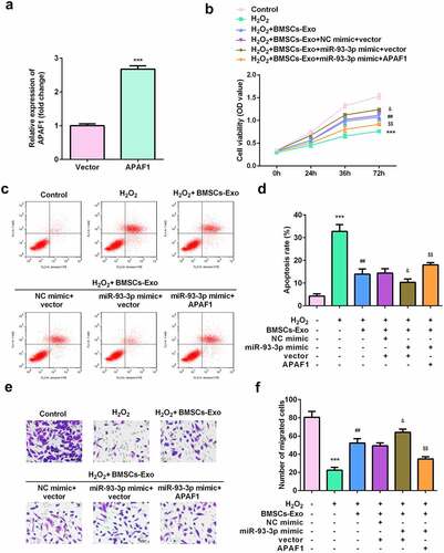 Figure 6. Exosomes secreted by BMSCs exerted their roles via regulating miR-93-3p/APAF1 axis. (a) The expression of APAF1 was analyzed by RT-qPCR. (b) Cell viability was detected by MTT assay. (c and d) The apoptosis rates were detected by flow cytometry. (e) The migration of HaCaT cells was examined by a Transwell assay. ***P < 0.001 vs. H2O2 or control; ##P < 0.01 vs. H2O2; &P < 0.05 vs. H2O2 + BMSC-exos + NC mimic + vector; $$P < 0.01 vs. H2O2 + BMSC-exos + miR-93-3p mimic + APAF1