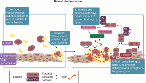 Figure 1. Process of natural clot formation.The process of natural clot formation with associated factors, tissues and molecules.