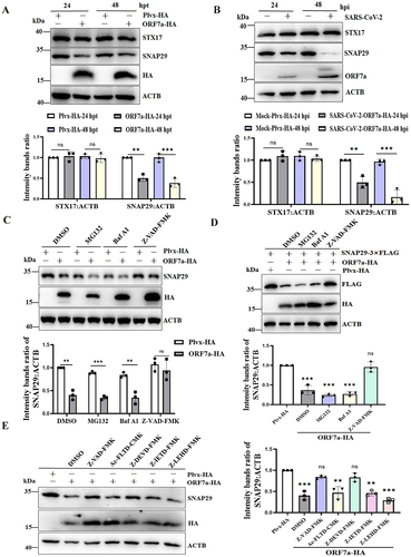 Figure 5. SARS-CoV-2 ORF7a impairs autophagosome-lysosome fusion by lowering SNAP29 expression via the CASP3-mediated pathway. (A) HeLa cells were transfected with ORF7a-HA or empty vector plasmids. At 24 and 48 hpt, the cells were lysed and analyzed by immunoblotting. (B) HeLa-ACE2 cells were either mock infected or infected with SARS-CoV-2 at an MOI of 0.01. At 24 hpi and 48 hpi, the cells were lysed for western blotting analysis. The viral ORF7a protein was used as an indication of viral infection. (C) HeLa cells were transfected with the ORF7a-HA or empty vector plasmids for 12 h, and then the cells were treated with Baf A1 (0.5 μM), MG132 (5 μM) or Z-VAD-FMK (10 μM) for 24 h. DMSO was used as a negative control. Western blot analysis was conducted to detect endogenous SNAP29 expression. (D) HeLa cells were cotransfected with the ORF7a-HA and SNAP29-3× FLAG plasmids for 12 h, and then the cells were treated with Baf A1 (0.5 μM), MG132 (5 μM) or Z-VAD-FMK (10 μM) for 24 h. DMSO was used as a negative control. Western blot analysis was conducted to detect SNAP29 expression with anti-FLAG antibody. (E) HeLa cells were transfected with the ORF7a-HA or empty vector plasmids for 12 h, and then the cells were treated with Z-VAD-FMK (10 μM), Ac-FLTD-CMK (10 μM), Z-DEVD-FMK (10 μM), Z-IETD-FAM (10 μM) and Z-LEHD-FAM (10 μM) for 24 h. Western blot analysis was conducted to detect endogenous SNAP29 expression. The relative protein expression levels normalized to ACTB were quantified by densitometry analysis of at least three independent replicates. Error bars represent standard deviations of the means (n = 3). Ns, p > 0.05; **, p < 0.01; ***, p < 0.001.