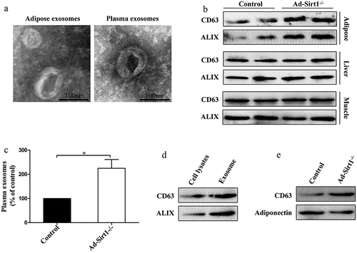 Figure 4. Increased exosomes in Ad-Sirt1-/- mice.(a): Electron micrographs of exosomes isolated from adipose tissue and plasma. (b): Western blot analysis of exosomes marker proteins expression in adipose, liver and muscle tissues. (c): Semi-quantification of exosomes concentration in plasma of control and Ad-Sirt1-/- mice by Bradford protein assay. n = 8–10 mice per group. (d): Western blot analysis of exosomal proteins in adipocyte lysates and purified exosomes. (e): Western blot analysis of exosomal proteins and adipocyte-specific protein in exosomes isolated from plasma of mice. The data are expressed as the mean ± SEM. *P< 0.05.