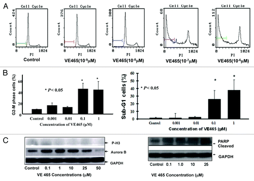 Figure 2. The effect of VE 465 on the cell cycle of 2008/C13 cells showing arrest in G2/M phase. (A) Flow cytometry analysis of the effect of VE 465 on 2008/C13 cells. (B) Flow cytometry analysis of cells arrested in G2/M phase (left panel) and sub-G1 cells (right panel) after exposure to VE 465. (C) Western blot analysis of expression of phosphorylated H3, Aurora kinase B (left panel), and cleaved PARP (right panel) in 2008/C13 ovarian cancer cells after treatment for 48 h.
