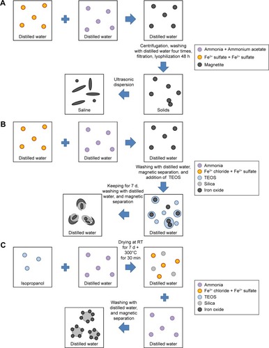 Figure 1 Schematic depiction of IONP synthesis.Notes: (A) Uncoated IONPs; (B) FemOn-SiO2 composite IONPs; (C) Silica-iron oxide core-shell structured IONPs.Abbreviations: IONPs, magnetic iron oxide nanoparticles; RT, room temperature; TEOS, tetraethyl orthosilicate.