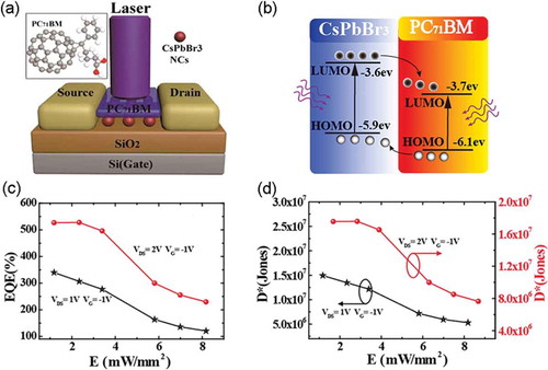 Figure 1. (a) Device schematic diagram. (b) The energy level diagram of the CsPbBr3-PC71BM bilayer photodetector under the illumination of hν > 2.3 eV. Photodetector performances of EQE (c) and photodetectivity (d) with the relationship of light irradiance, respectively [Citation33]. Copyright from 2018 Chem. Phys. Lett.