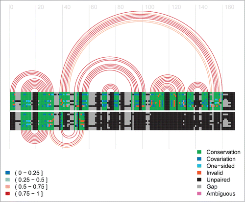 Figure 6. Arc-plot for the Levivirus alignment. The alignment and arcs at the top correspond to the final inhibitory structure, whereas the bottom ones correspond to the transient structure permissive for maturation protein translation. See the caption of Figure 5 for more information on arc-plots and two legends.