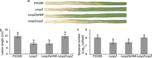 Figure 1. XopZ effector contributes to virulence of PXO99 strain on Nipponbare. (a) Pathogenic phenotypes of xopZ-related strains on Nipponbare rice leaves photographed at 14 days post-inoculation (dpi). (b) Length measurement of the blight lesions at 14 dpi. Each bar represents the mean and standard deviation (SD) of 10 rice leaves. (c) Statistics of Xoo populations in Nipponbare leaves at 14 dpi. Each bar represents the mean and SD of 5 rice leaves. In (b) and (c), different letters indicate significant differences based on Duncan’s multiple range analysis (P < 0.05). These experiments were repeated three times and similar results were obtained.