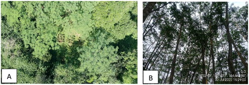 Figure 3. Canopy of F. moluccana, viewed from above (A) and under (B) the stand