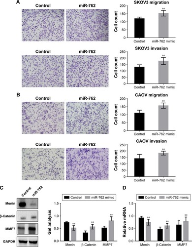 Figure 4 miR-762 promotes the metastasis of ovarian cancer cells by the suppression of menin.