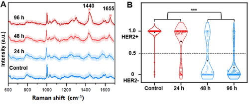 Figure 9. Dynamic SERS spectroscopic analysis during the therapeutic treatment with HApt. (a) SERS spectra and (b) corresponding violin plot of the cHER2 expression of SKBR-3 cells before (control) and after treatment with HApt for 24, 48, and 96 h. Note: the shadow in each SERS dataset represents 1 s.d. Reprinted with permission from [Citation128]. Copyright [2022] American Chemical Society.