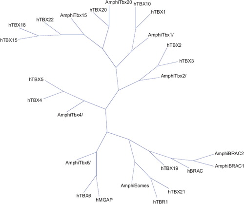 Figure 1. Neighbor joining phylogenetic tree based on the conservation of the T-Box domain in two species (Homo sapiens and Bronchiostoma). The full alignment profile of the studied sequences was created in Phylip format (Citation31). The distance matrix was calculated using the Kimura model implemented in T-Rex software (Citation32).