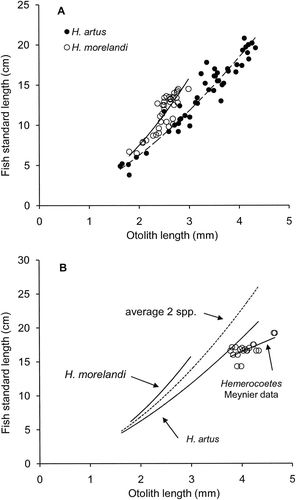 Figure 5 Relationships between fish standard length and otolith length for the two species of opalfishes from the Auckland Islands. A, 47 Hemerocoetes artus and 36 Hemerocoetes morelandi. B, Power regression lines for H. artus and H. morelandi from part A with average of both species, and data for 10 unidentified Hemerocoetes sp. (20 otoliths) analysed by Meynier et al. (Citation2009).