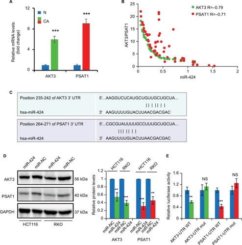 Figure 6 miR-424 targets AKT3 and PSAT1 in HCT116 and RKO cells.Notes: (A) The expression levels of AKT3 and PSAT1 mRNA were determined in 53 matched pairs of CRC tissues and corresponding normal colon mucosa by RT-qPCR. N stands for normal and CA for CRC samples. Data are presented as fold change. (B) Correlation between AKT3 or PSAT1 and miR-424 expression in CRC patients. (C) The predicted miR-424-binding sites and sequences in the 3′UTR of AKT3 and PSAT1 mRNAs are shown. (D) Western blotting analysis of AKT3 and PSAT1 expressions in HCT116 and RKO cells transfected with miR-424 or miR-NC at 72 hours post-transfection. GAPDH was used as a loading control. (E) Analysis of luciferase activity. PmirGLO-wild-AKT3 3′UTR, pmirGLO-mutant-AKT3 3′UTR, pmirGLO-wild-PSAT1 3′UTR, or pmirGLO-mutant-PSAT1 3′UTR was cotransfected into 293 T cells with miR-424 or miR-NC. The luciferase activity was determined. Renilla luciferase activity was used as an internal control. Data represent the average of three independent experiments. NS, not significant; **P<0.01; ***P<0.001.Abbreviations: AKT3, AKT serine/threonine kinase 3; CRC, colorectal cancer; GAPDH, glyceraldehyde 3-phosphate dehydrogenase; miR-NC, negative control miRNA; UTR, untranslated region.