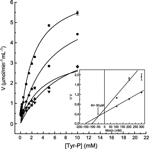 Figure 5 Inhibition of Tyr-P hydrolysis by morin. The enzyme activity was determined as described in Materials and methods by varying the concentrations of Tyr-P as substrate, in the absence (▪) and in the presence of 100 (•), 200 (▴) and 300 μM (▾) morin. Inset. Dixon plot for the determination of the Ki value for morin. Bars represent the s.e. of triplicate determinations.