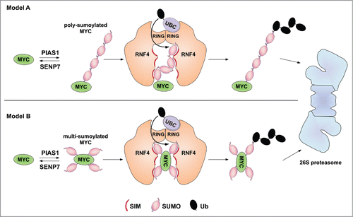 Figure 1. Proteolytic targeting of SUMO-modified cMyc. In (A), poly-sumoylation of Myc leads to recognition by RNF4 via multiple SUMO interaction motifs (SIMs). In (B), RNF4 recognizes multi-(mono)sumoylated Myc. Substrate binding may involve SIMs in both RNF4 subunits. Combinatorial binding via a SUMO chain and a mono-sumoylated lysine residues of the substrate are considerable as well (not depicted).