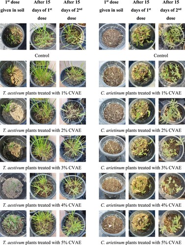 Figure 2. Triticum aestivum and Cicer arietinum plants treated with Callistemon viminalis aqueous extract (CVAE).