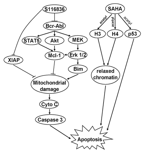 Figure 6. The proposed model of SAHA and S116836 to mediate apoptosis in CML cells. Co-treatment with SAHA and S116836 inhibits the activity of Bcr-Abl, Akt, Erk 1/2, and STAT5, which result in reduction of Mcl-1 and XIAP, and upregulation of Bim. These effects may contribute to mitochondrial damage and subsequently induce the apoptosis of imatinib-sensitive or resistant cells.