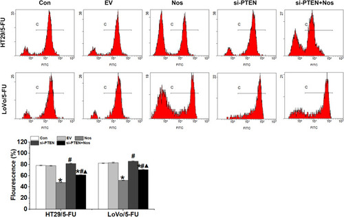 Figure 4 mPTP opening in HT29/5-FU and LoVo/5-FU cells were detected by the calcein-AM/cobalt assay. Data are presented as the mean ± SD (n = 3). *P < 0.05 compared with Con, #P < 0.05 compared with Nos, ▲P < 0.05 compared with siPTEN.