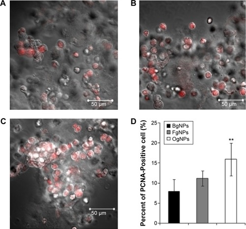 Figure 3 Effect of the hydrogen delivery system on the proliferation of 3D culture cardiomyocytes.Notes: Scheme showing the strategy used to detect the enhanced proliferation of 3D-cultured cardiomyocytes. Laser confocal images showing the PCNA-positive stained cells in the (A) BgNP group, (B) FgNP group, and (C) OgNP group. (D) Statistical analysis of the number of PCNA-positive cells (n=6). **P<0.01 versus the BgNP group.Abbreviations: BIO, 6-bromoindirubin-3-oxime; 3D, three dimensional; PCNA, proliferating cell nuclear antigen; NP, nanoparticle; BgNP, blank gelatin nanoparticle; OgNP, BIO-loaded gelatin nanoparticle; IGF-1, insulin-like growth factor 1; FgNP, IGF-1-loaded gelatin nanoparticle.